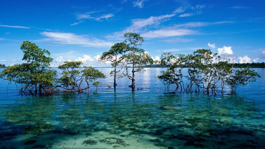 Water Trees