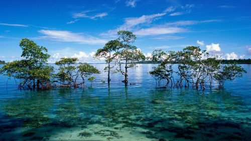 Water Trees