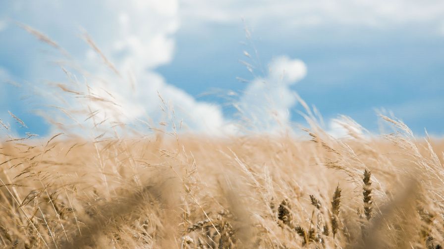 Wheat Cereal Field HD Wallpaper