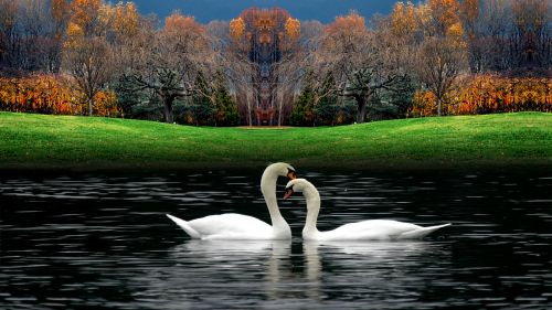 White Beautiful Swans Playing In Water Wallpaper for Desktop and Mobiles