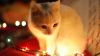 White Cat Besides Christmas Lights HD Wallpaper