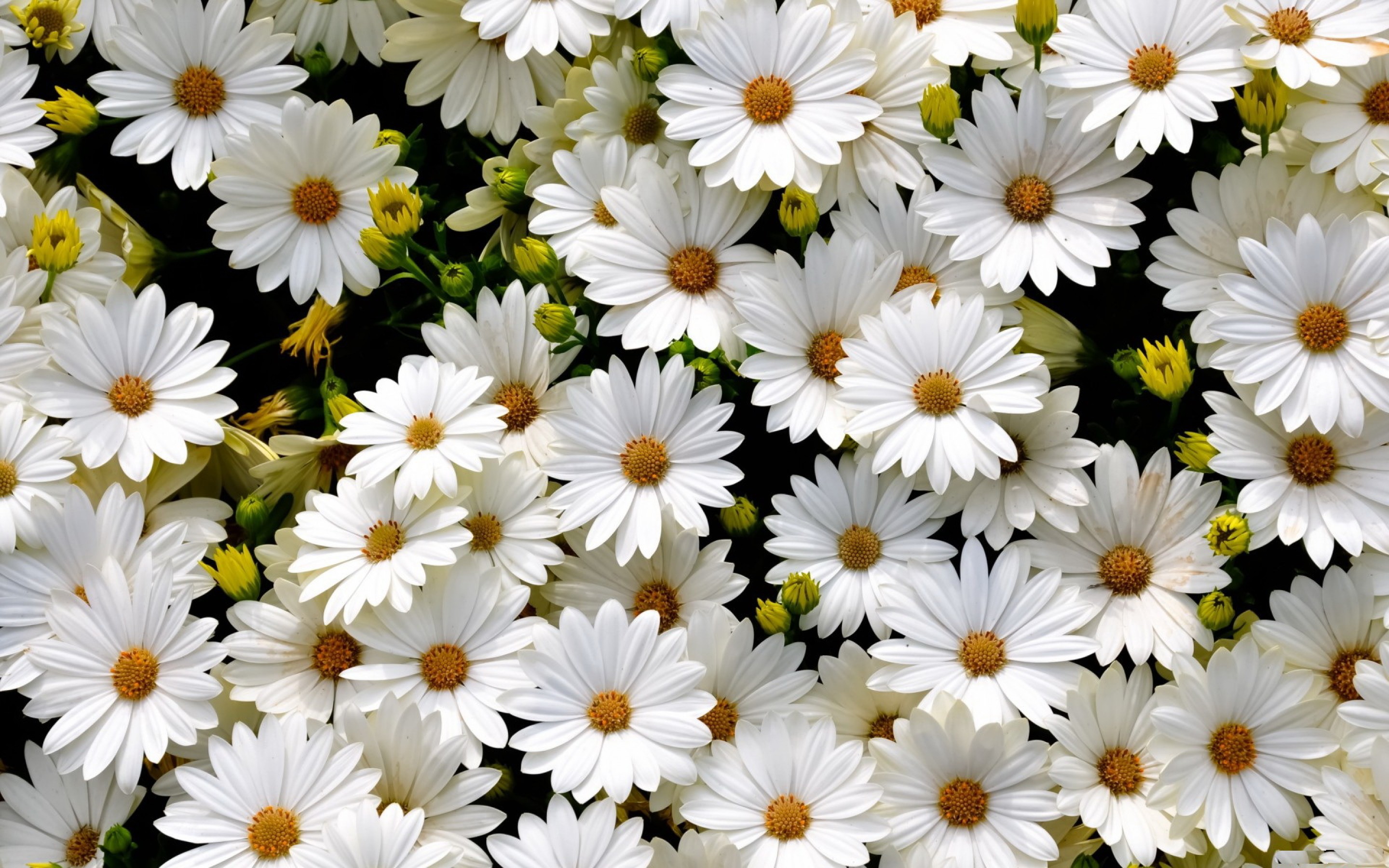 http://www.wallpapers.net/web/wallpapers/white-daisies/2880x1800.jpg