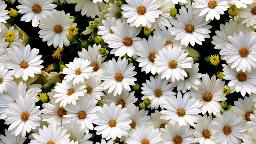 White Daisies