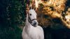 White horse in the sunlight HD Wallpaper
