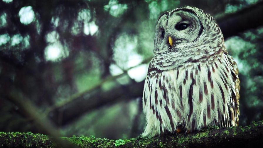 White Owl HD Wallpaper