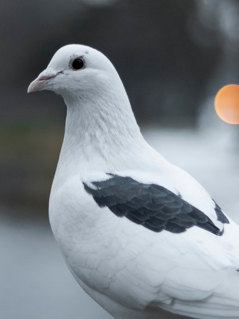 White pigeon HD Wallpaper
