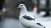 White pigeon HD Wallpaper