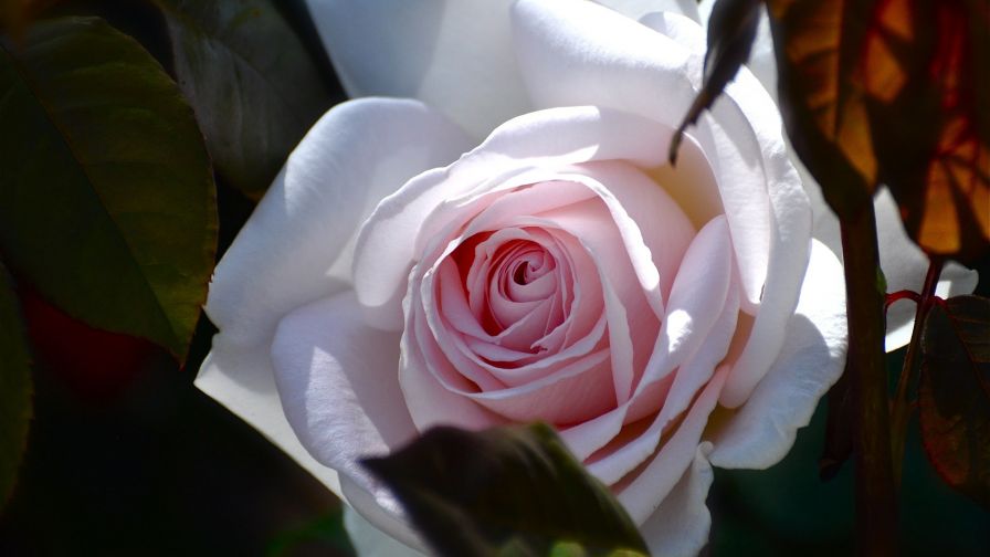 White Rose HD Wallpaper