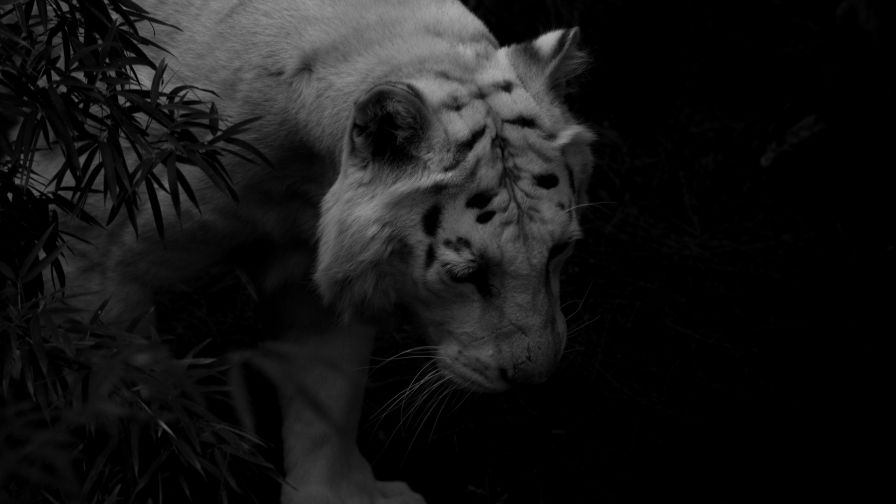 White tiger at dark backround HD Wallpaper