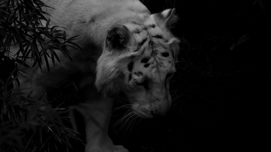 White tiger at dark backround HD Wallpaper