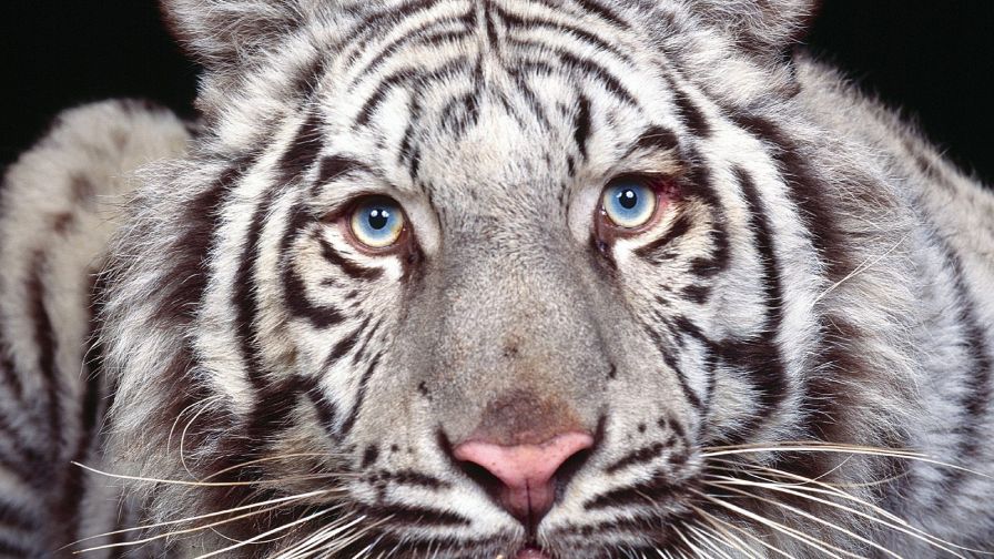 White Tiger HD Wallpaper