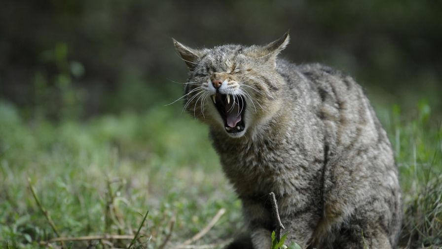 Wild cat yawning HD Wallpaper