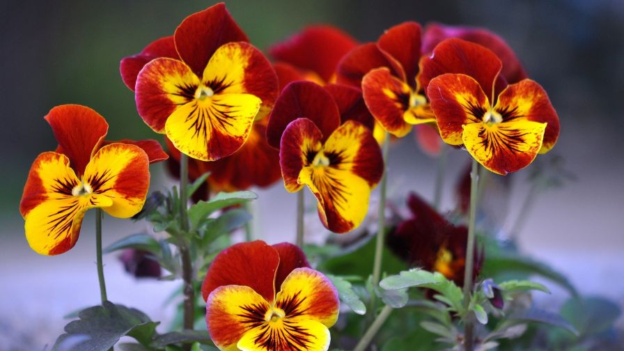 Wild pansy HD Wallpaper