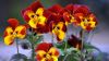 Wild pansy HD Wallpaper