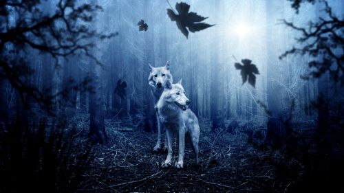 Wolves at night in the forest HD Wallpaper