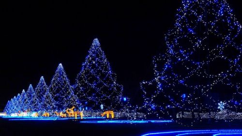 Xmas Trees HD Wallpaper