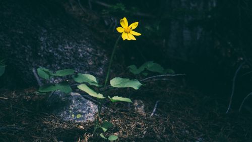 Yellow flower in the forest HD Wallpaper