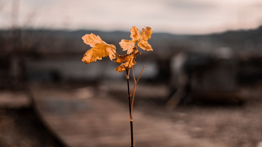 Yellow flower leaves HD Wallpaper