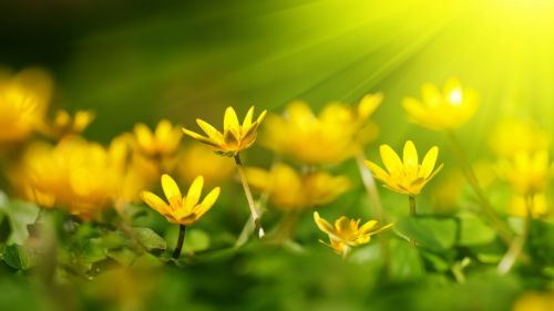 Yellow flowers at sunlight HD Wallpaper