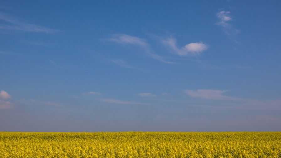 Yellow flowers field HD Wallpaper