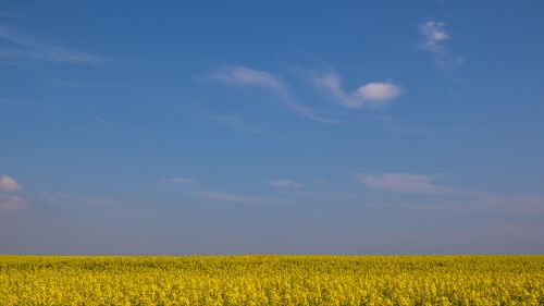 Yellow flowers field HD Wallpaper