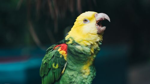 Yellow headed parrot HD Wallpaper