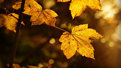 Yellow tree leaves HD Wallpaper