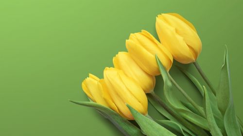 Yellow Tulips 4K Wallpaper