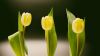 Yellow tulips HD Wallpaper