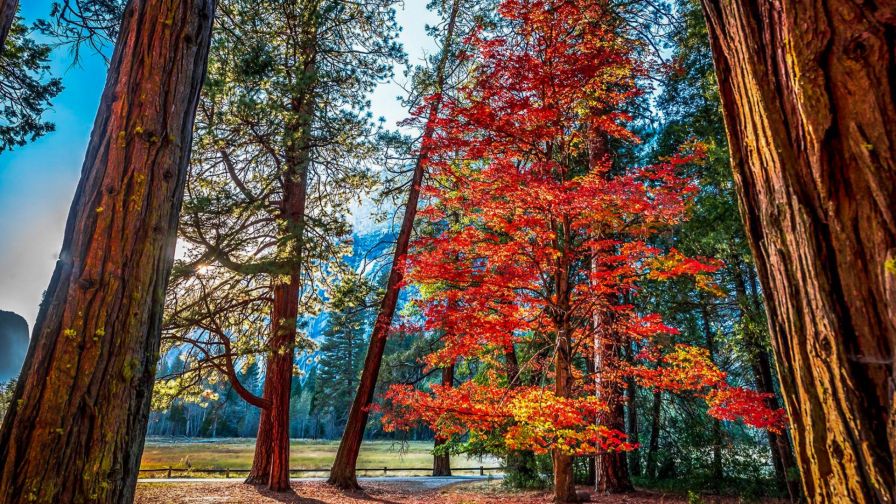 Yosemite in Autumn