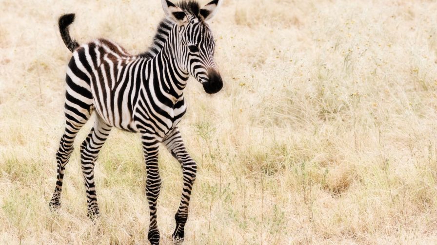 Zebra at the fields HD Wallpaper